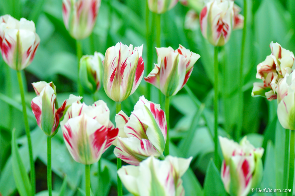 El jardín de tulipanes más grande del mundo en Holanda