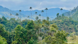 El valle de Cocora en Colombia