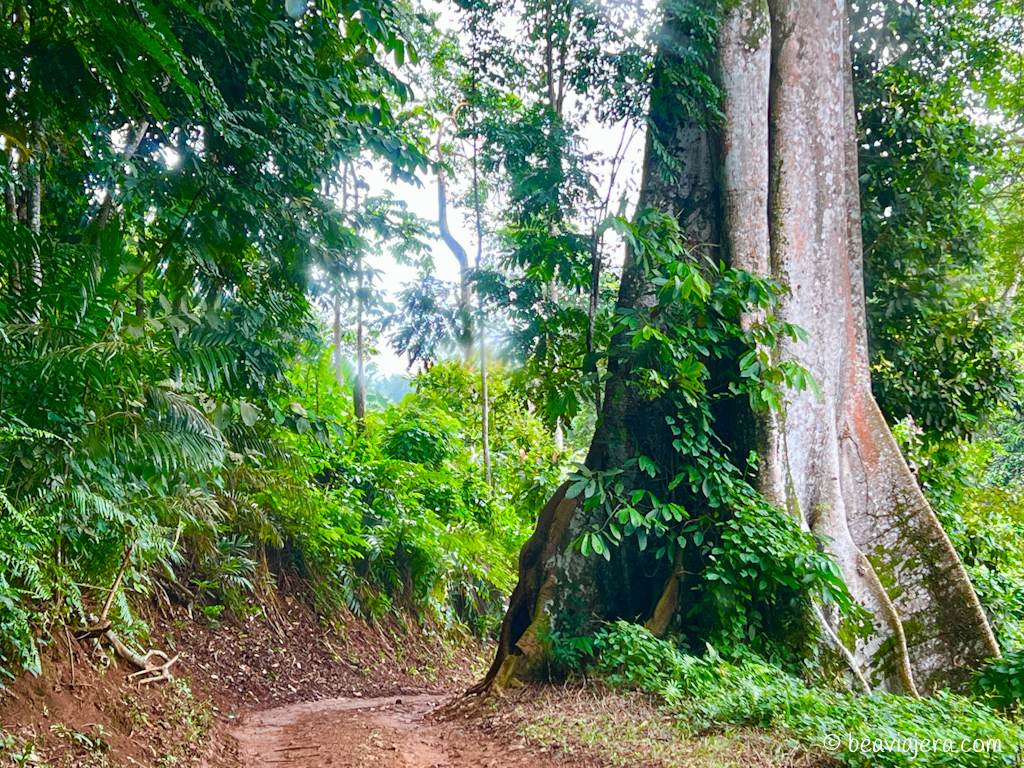 15 razones por las que Santo Tomé y Príncipe te va a robar el corazón (y el alma viajera)