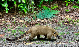 Cataratas de Iguazú, naturaleza sublime