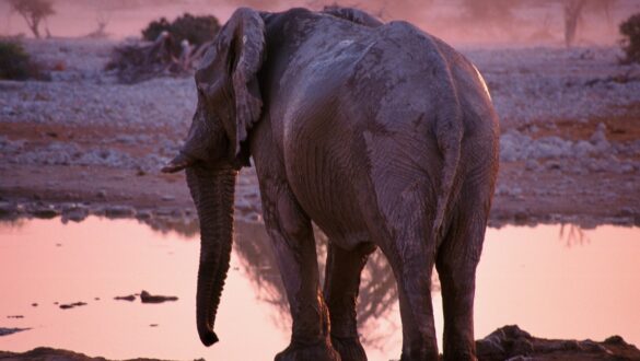 Etosha, vida animal salvaje en Namibia