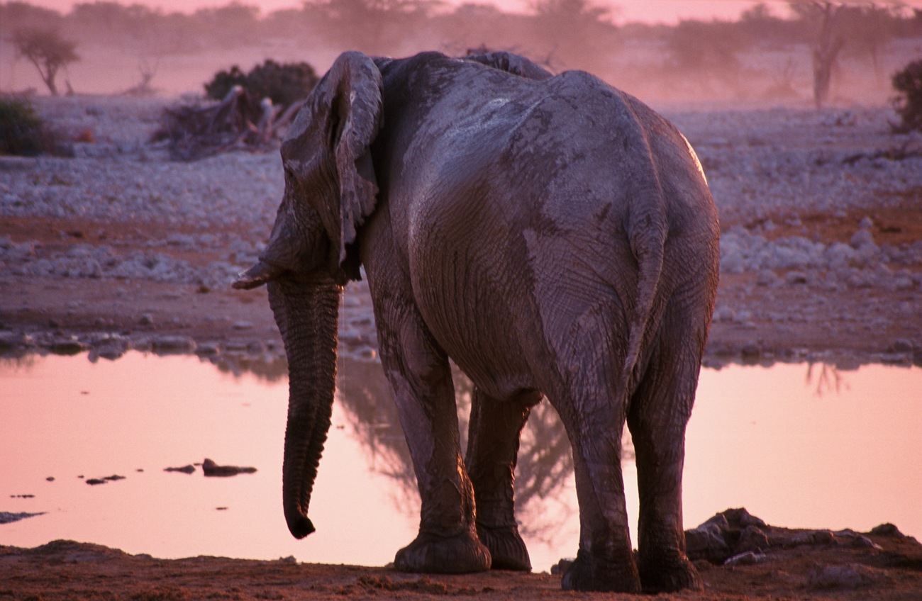 Etosha, vida animal salvaje en Namibia