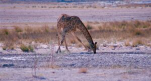 Etosha, vida animal salvaje en Namibia