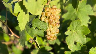 Comarca Alt Penedès