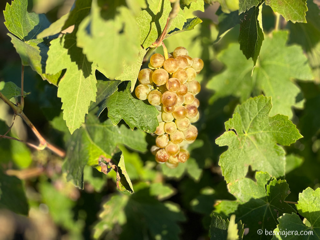 Comarca Alt Penedès